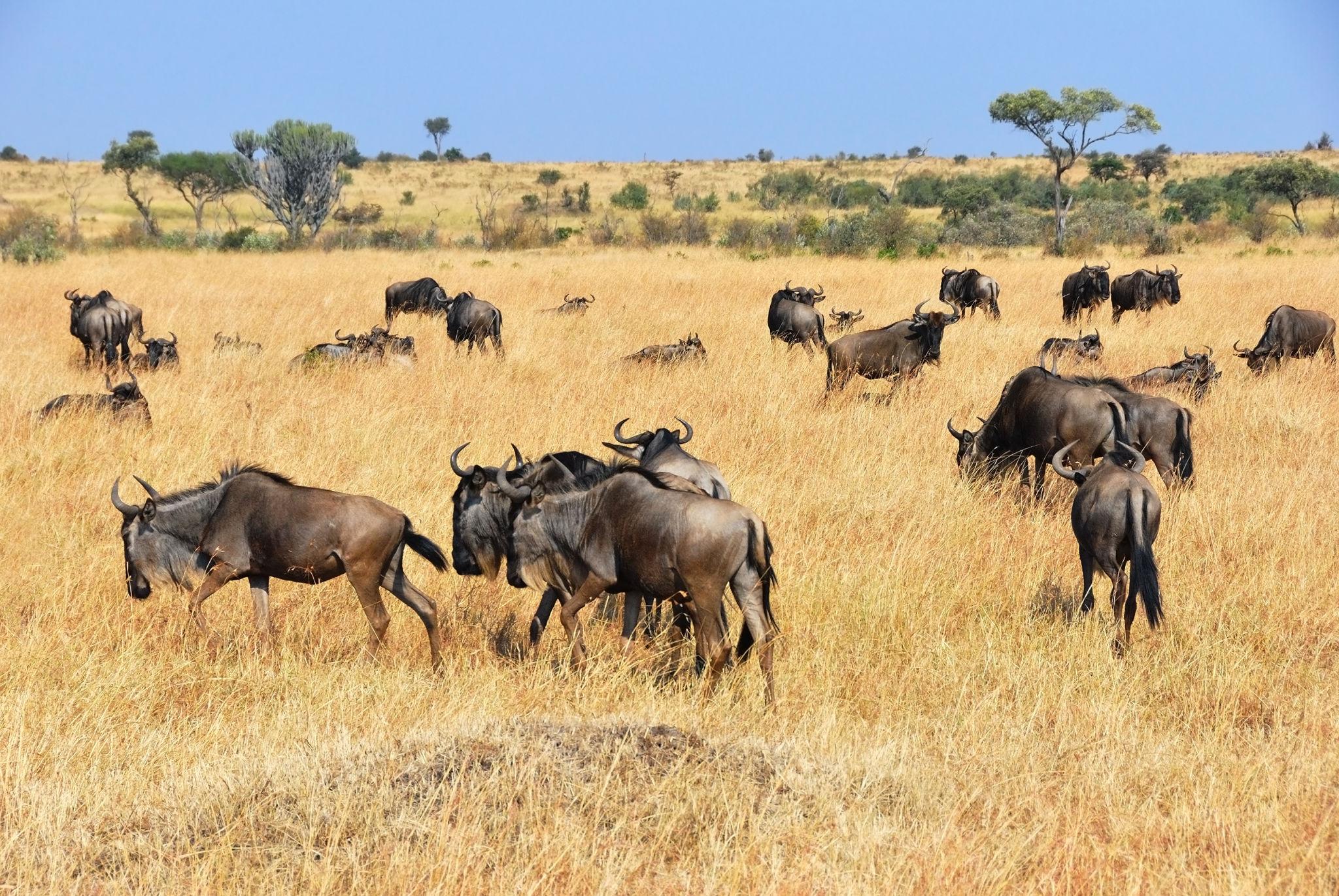 Kenya